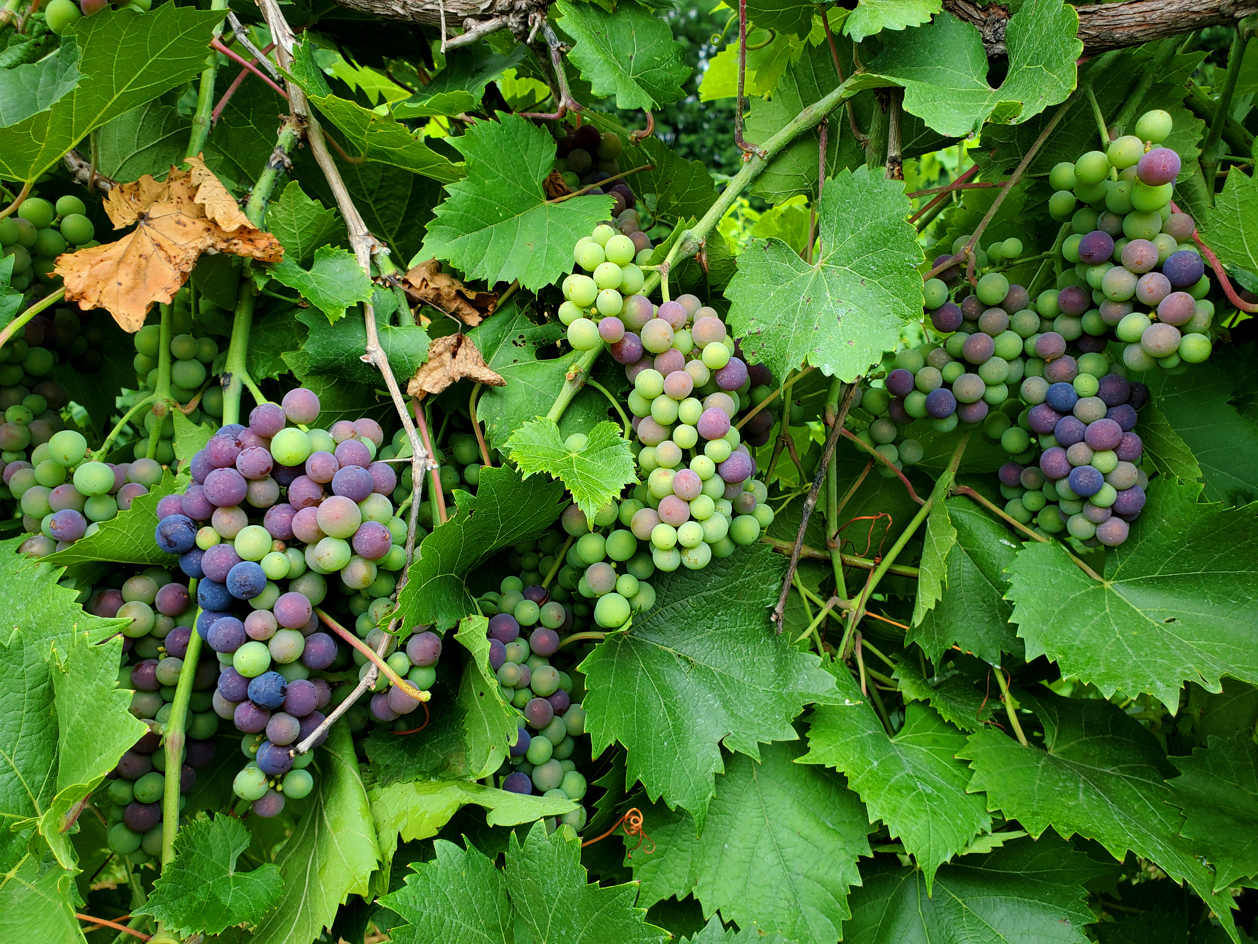 Marquette grapes